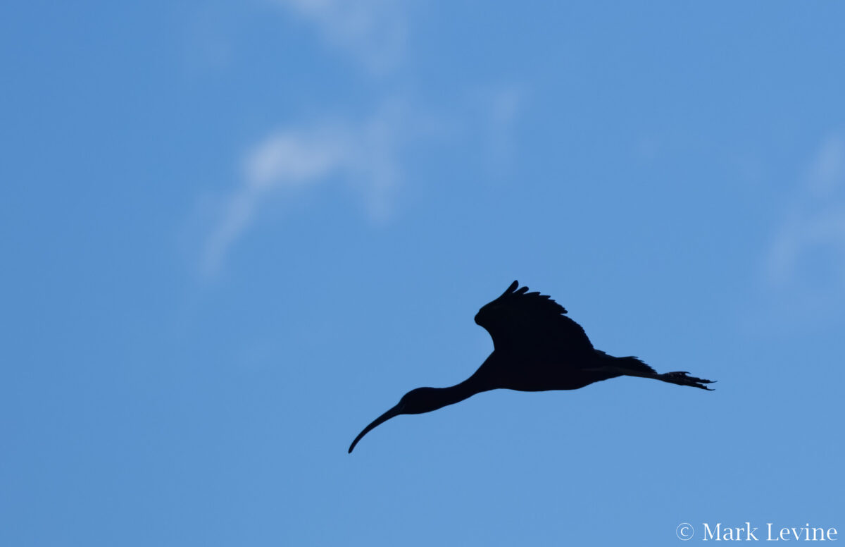 Glossy Fly-by
