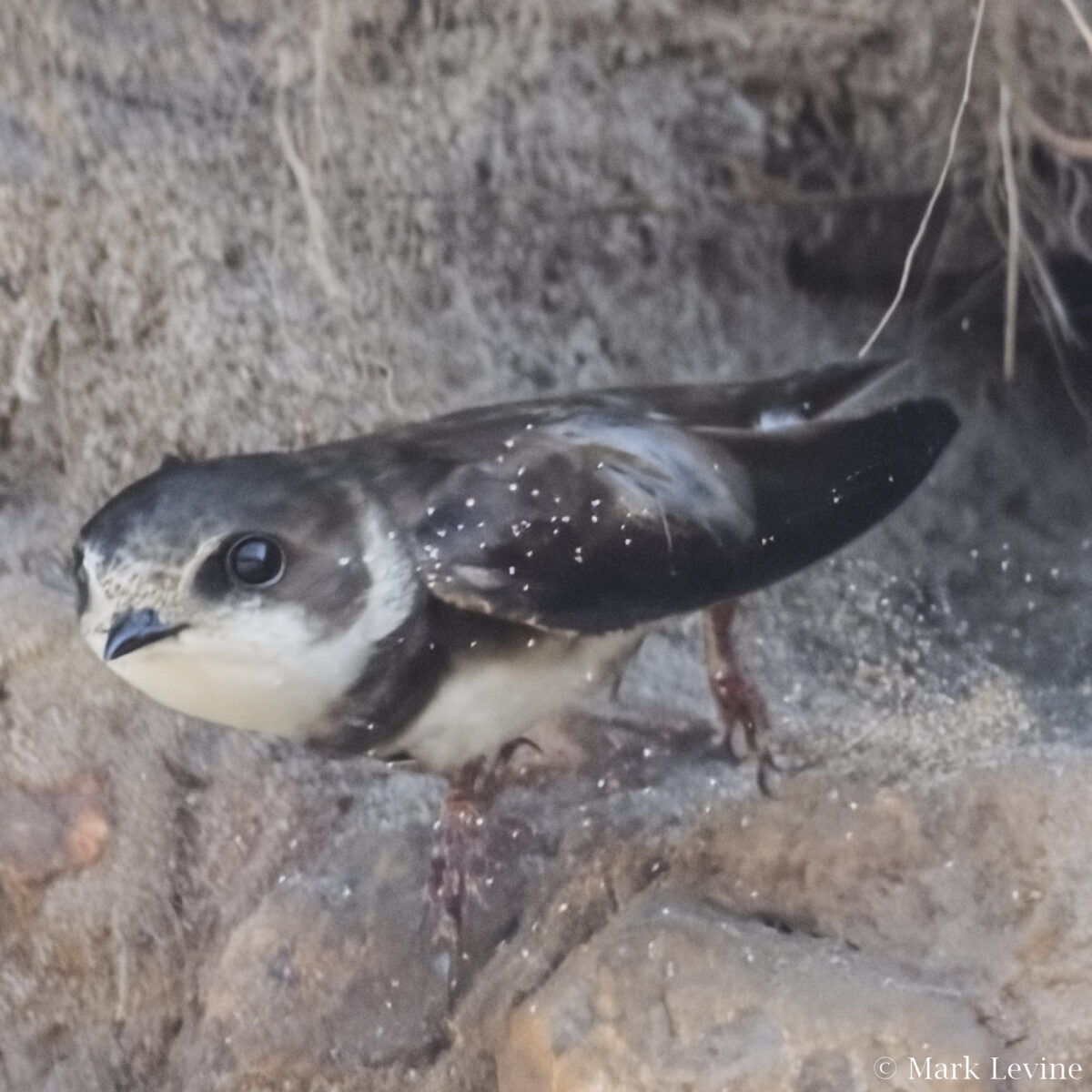 Bank Swallow