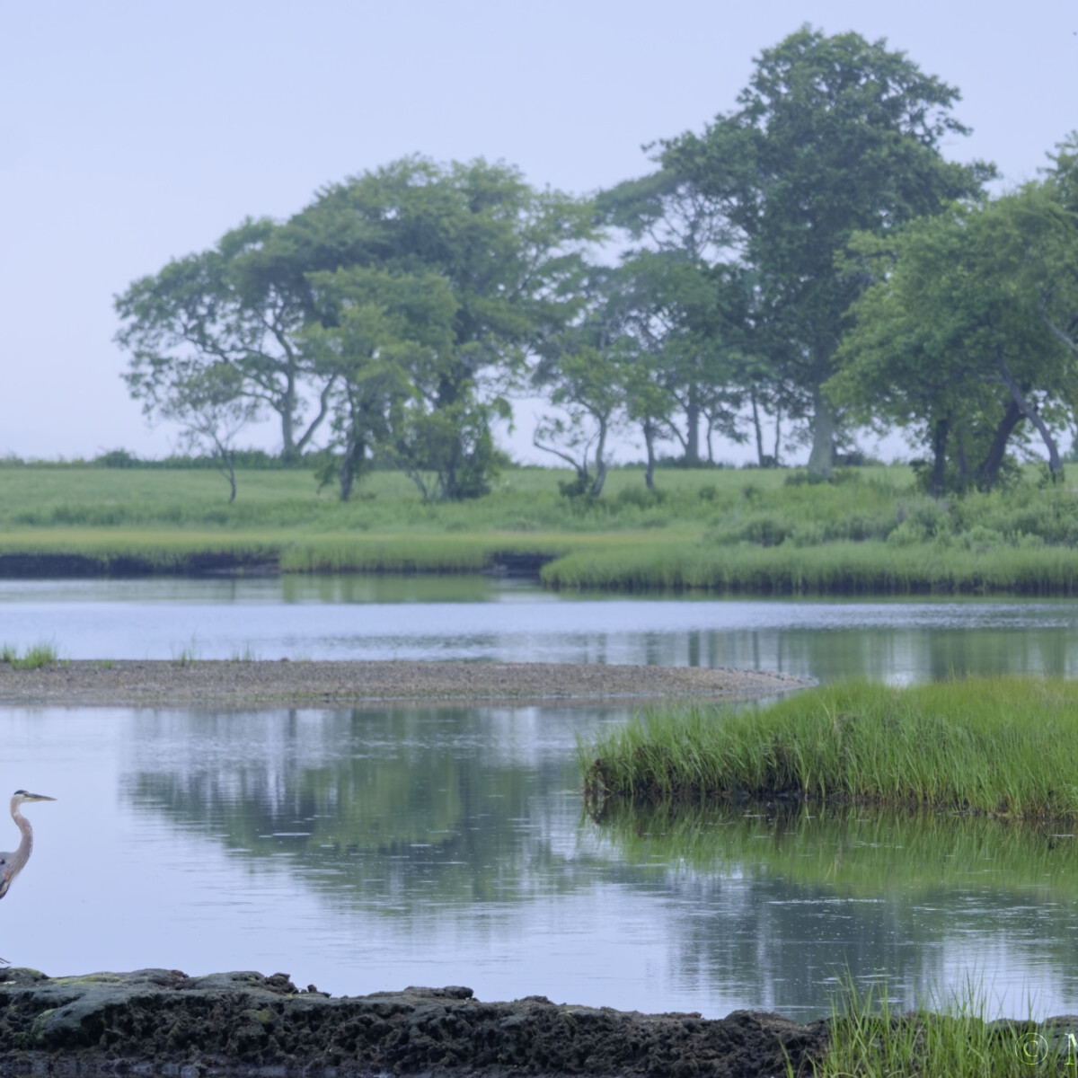 Sapowet Marsh in Morning Light