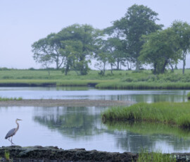 Sapowet Marsh in Morning Light Sapowet Marsh in Morning Light