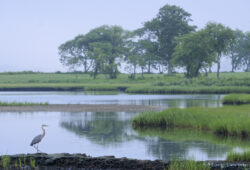 Sapowet Marsh in Morning Light Sapowet Marsh in Morning Light