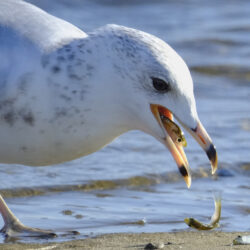 Ring-billed Gull