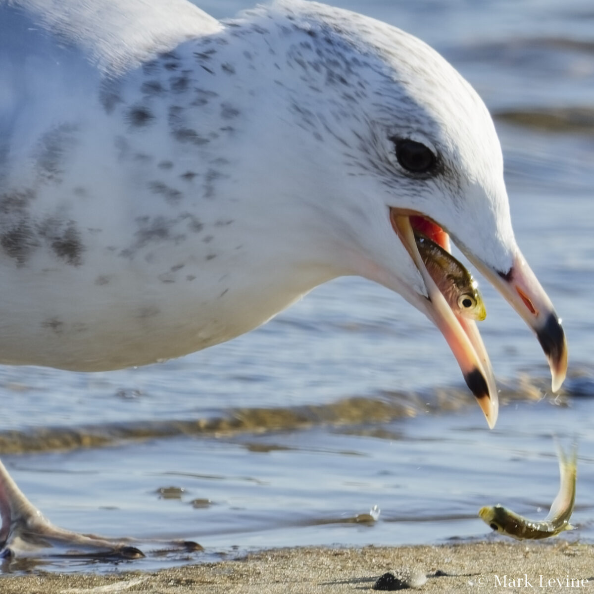 Ring-billed Gull