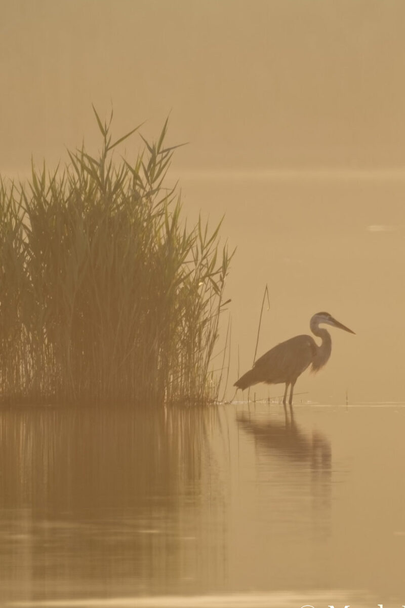 Quicksand Pond at Dawn