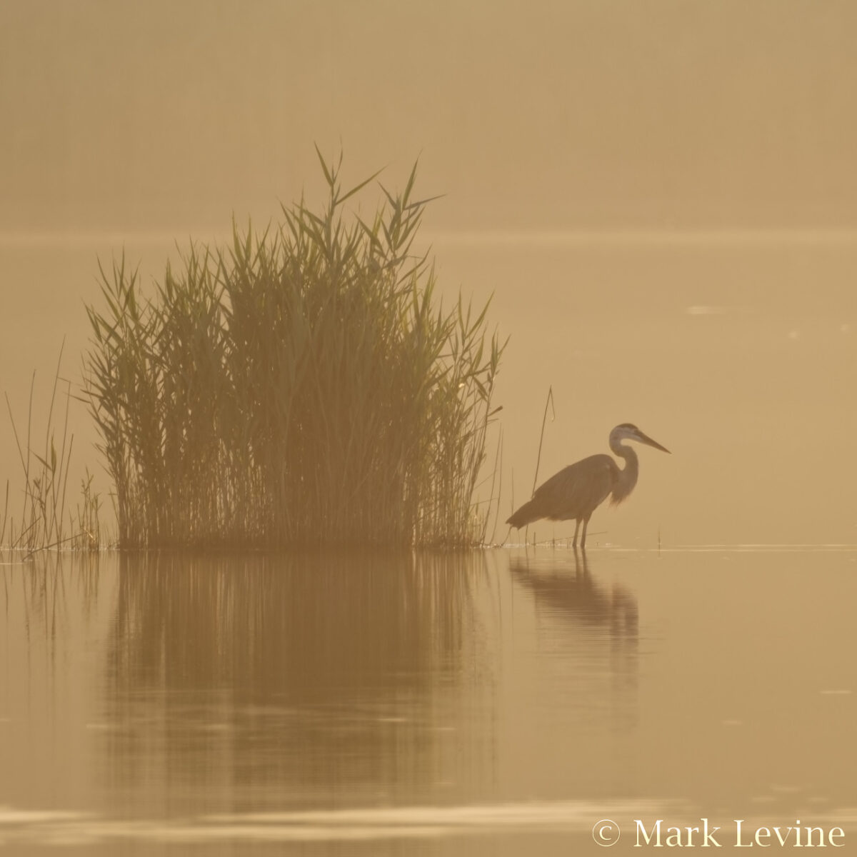 Quicksand Pond at Dawn
