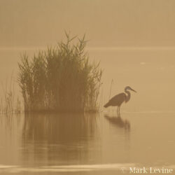 Quicksand Pond at Dawn