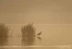 Quicksand Pond at Dawn (wide)