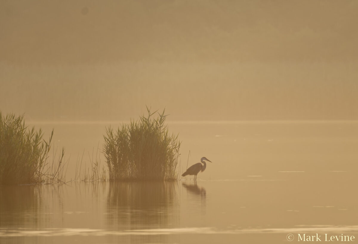 Quicksand Pond at Dawn (wide)