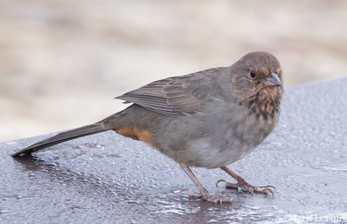 California Towhee