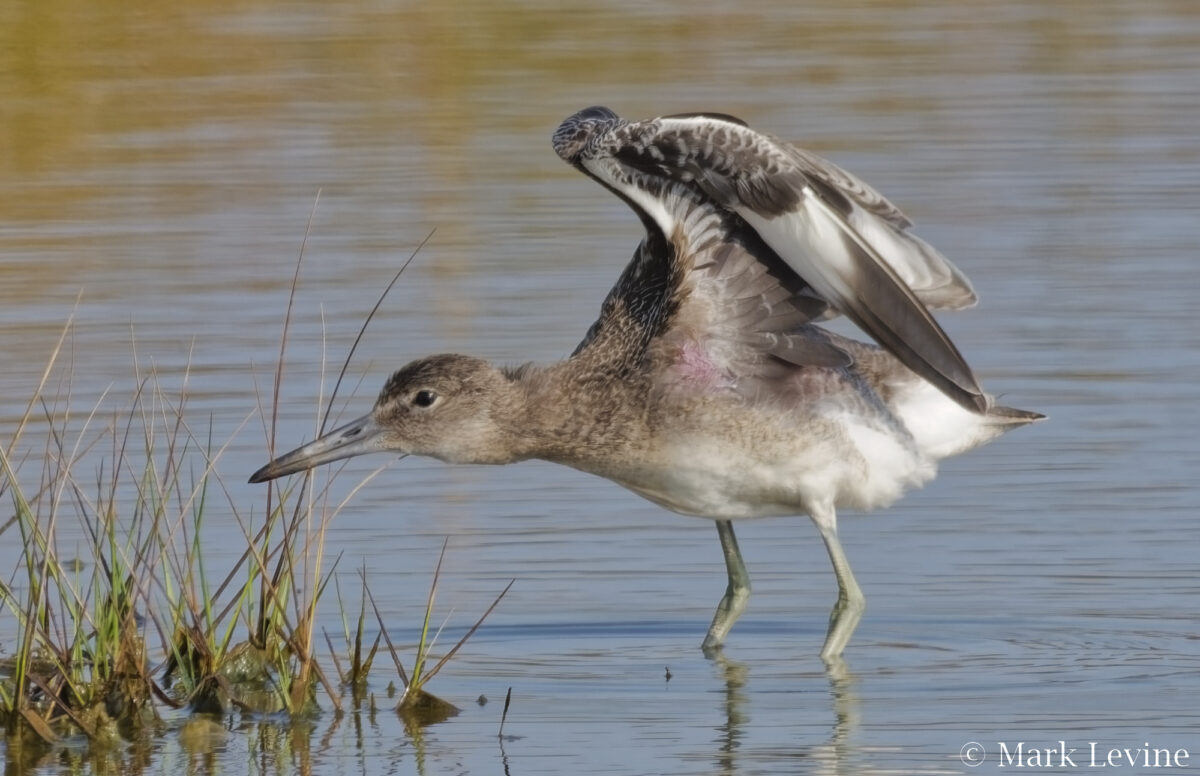 Willet