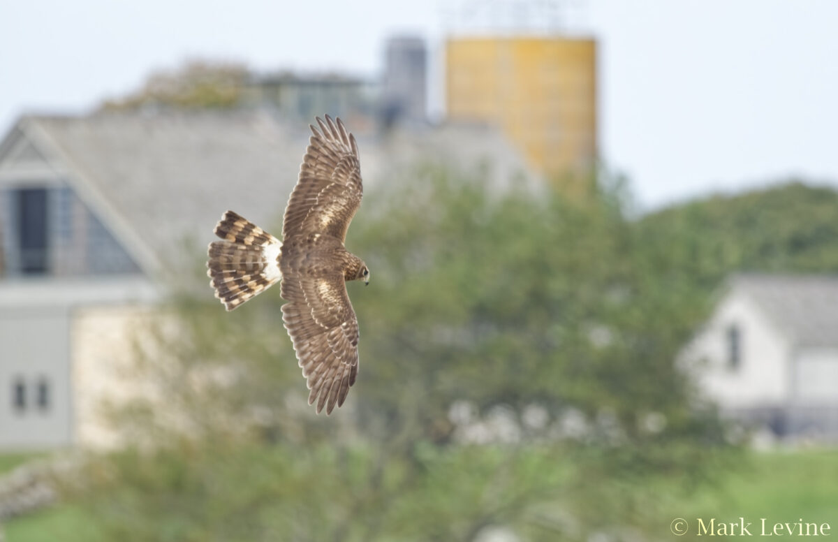 Above the Marsh