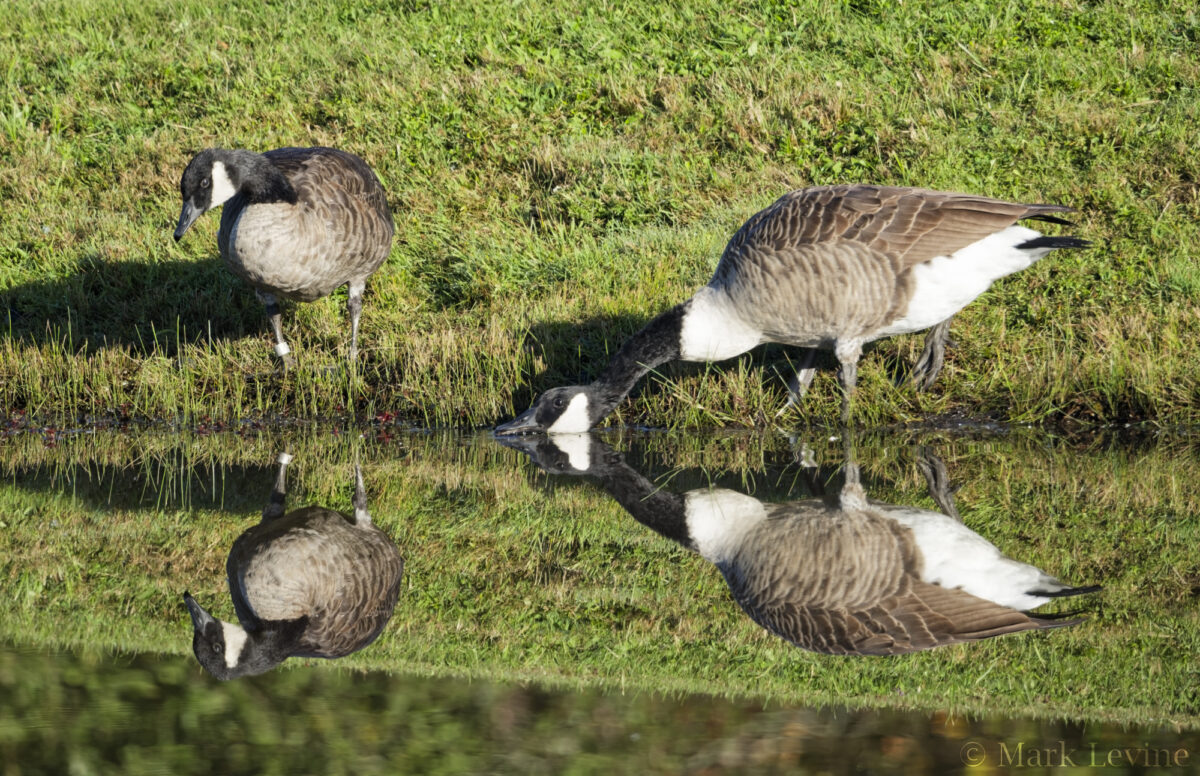 Reflections