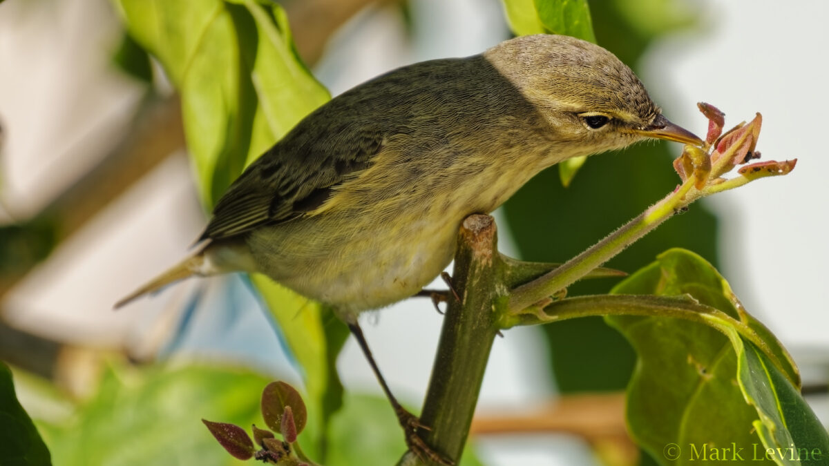 Willow Warbler