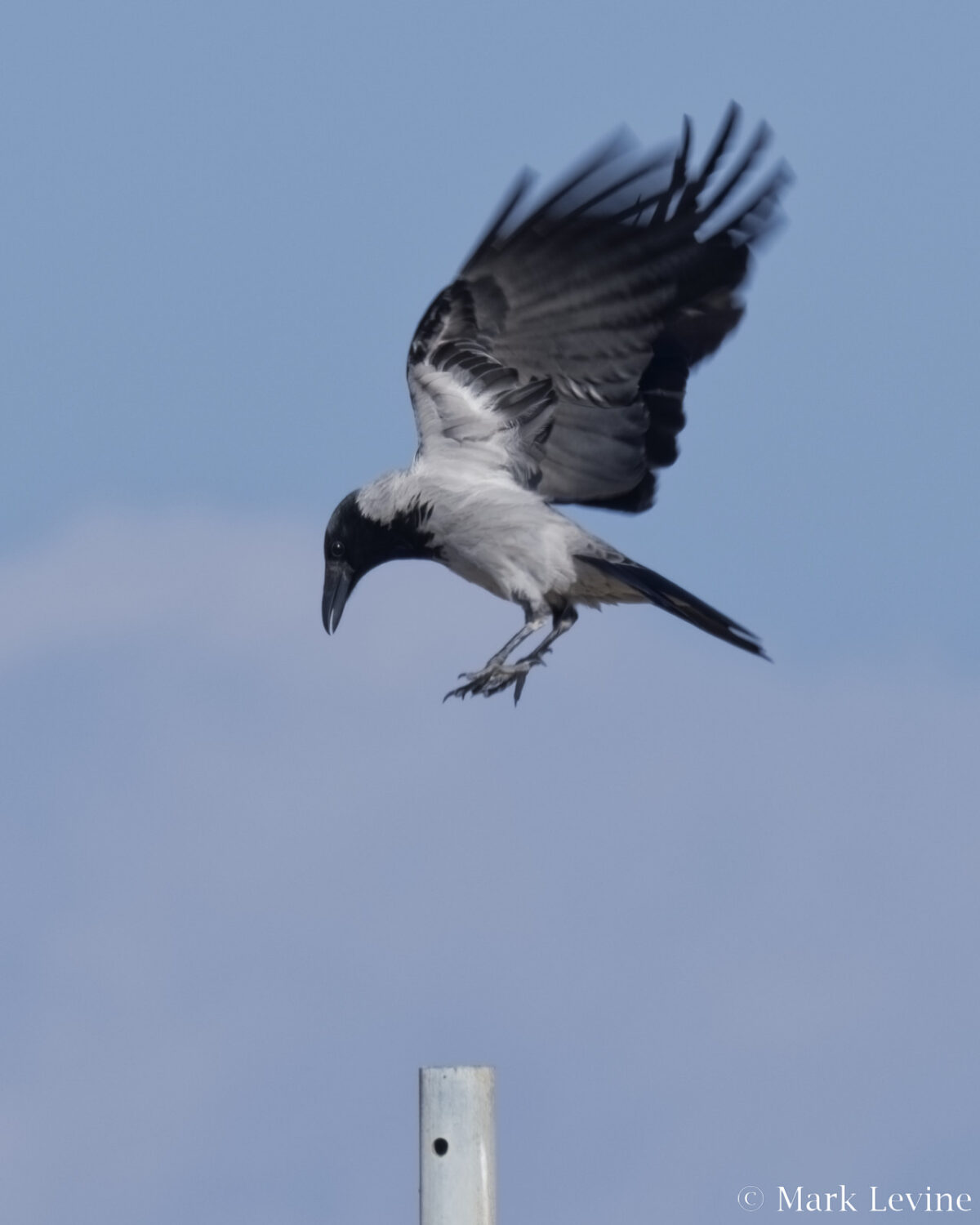 Hooded Crow