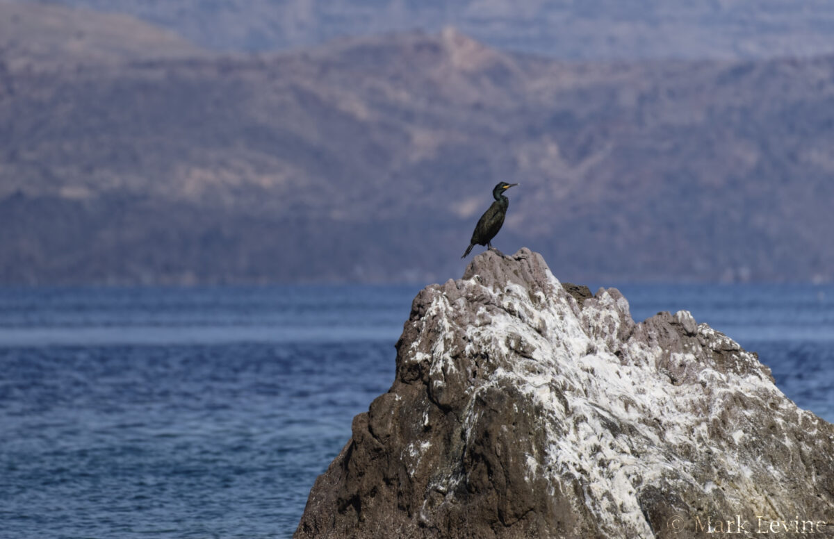European Shag