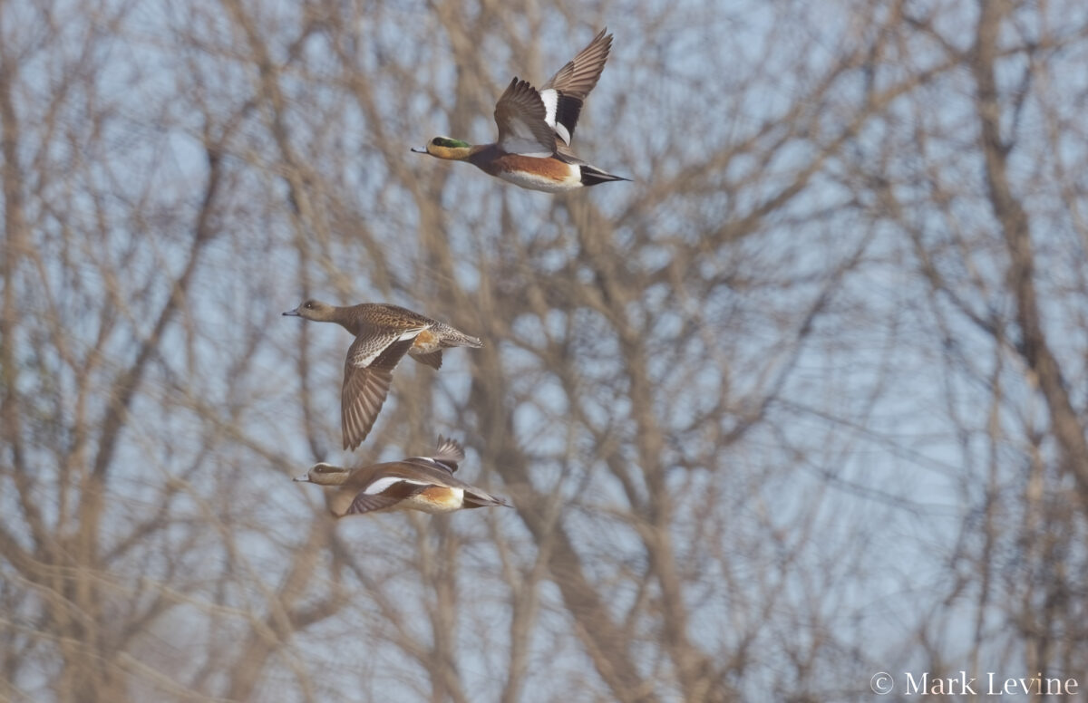 American Wigeon