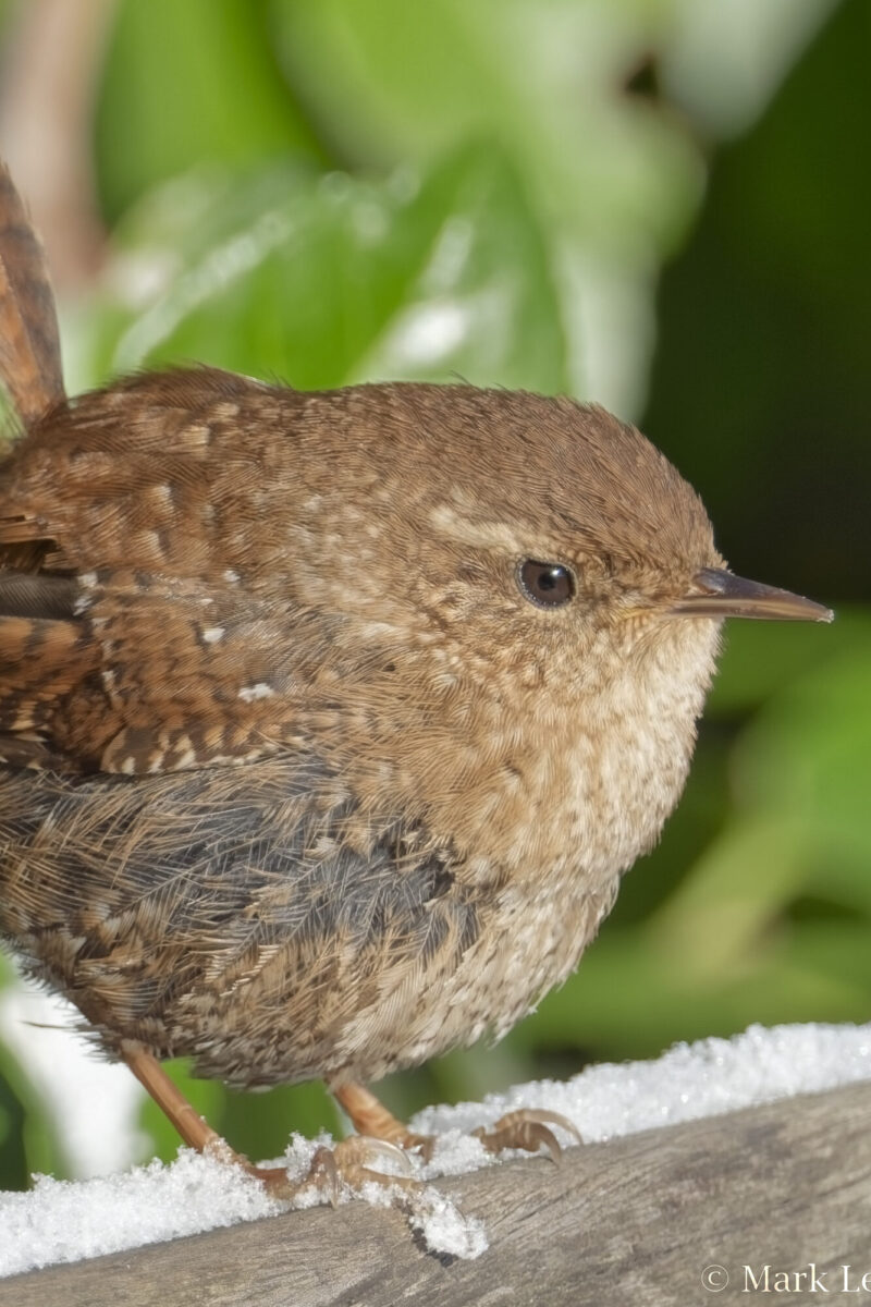 Winter Wren