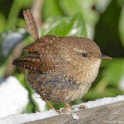 Winter Wren