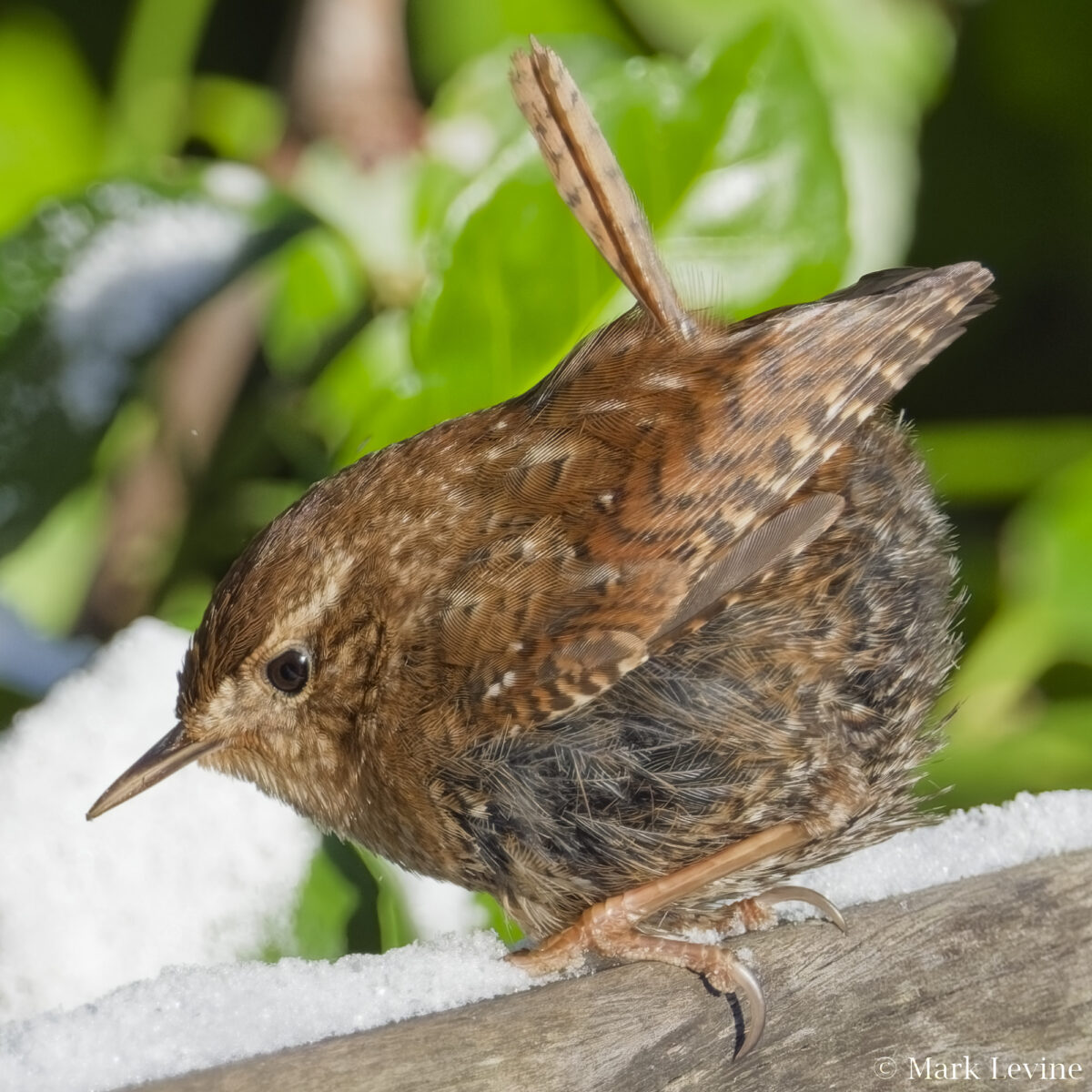 Winter Wren