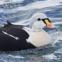 King Eider