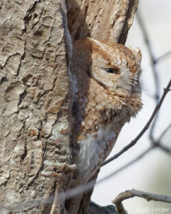 Screechy the Screech-owl Screechy the Screech-owl