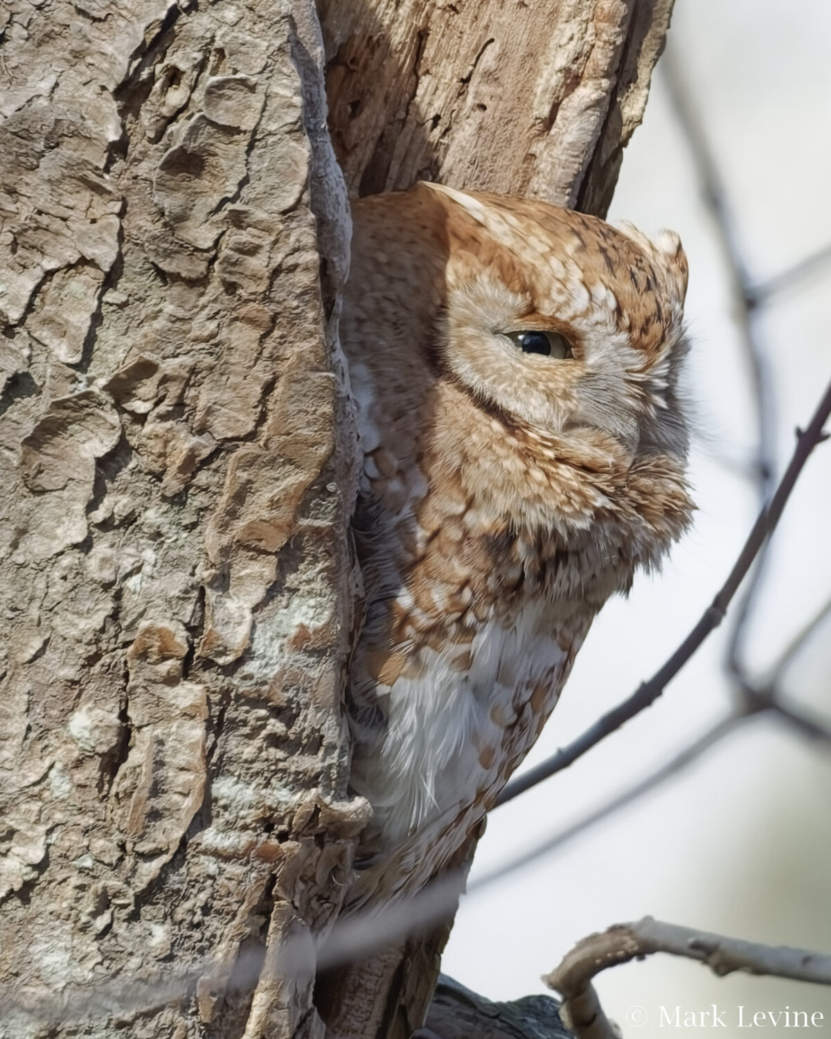 Screechy the Screech-owl