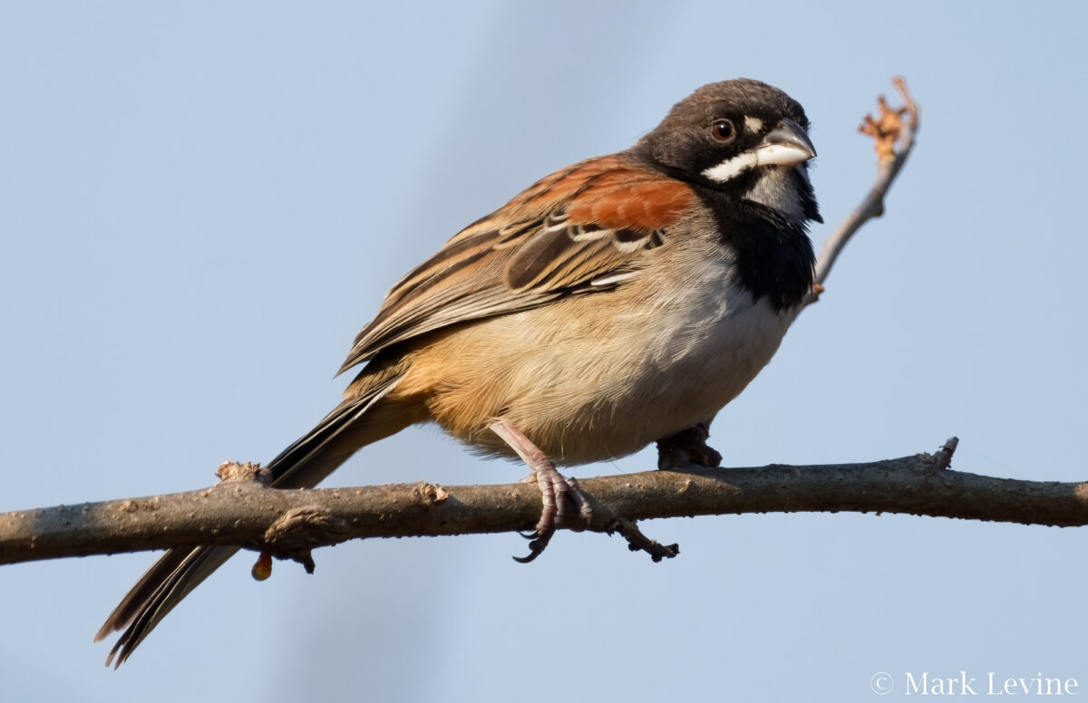 Black-chested Sparrow