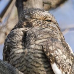 Common Nighthawk