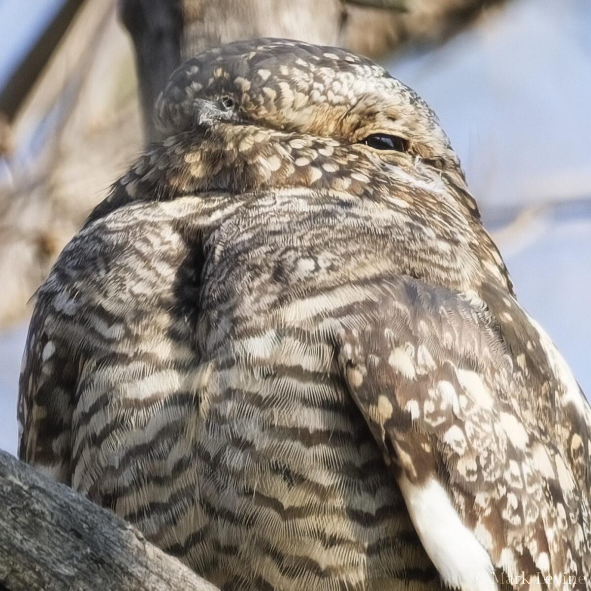 Common Nighthawk