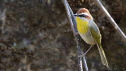 Rufous-capped Warbler