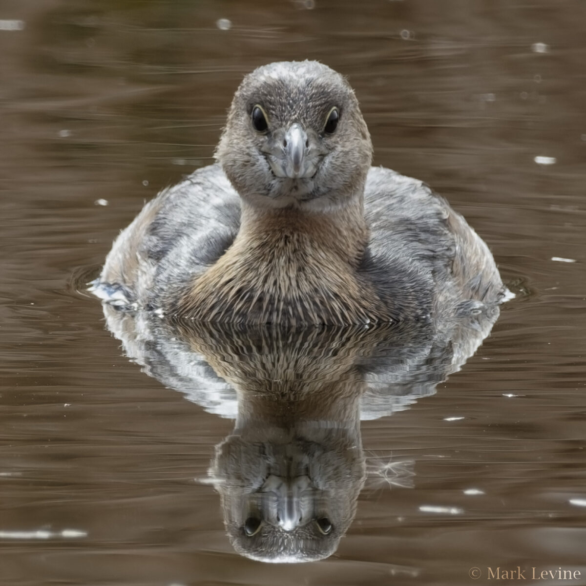 Pied-billed Grebe