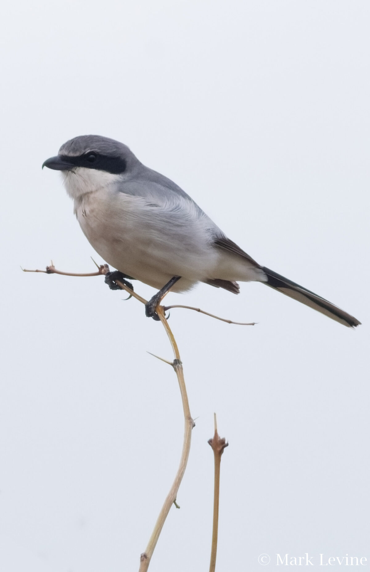 Loggerhead Shrike