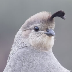 Gambel's Quail