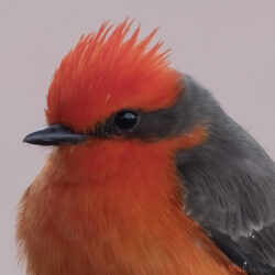 Vermillion Flycatcher