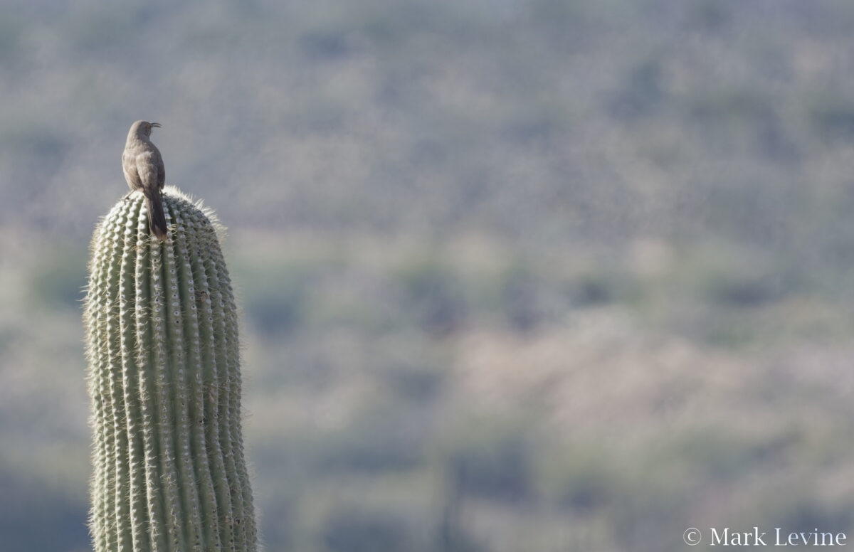 Curve-billed Thrasher