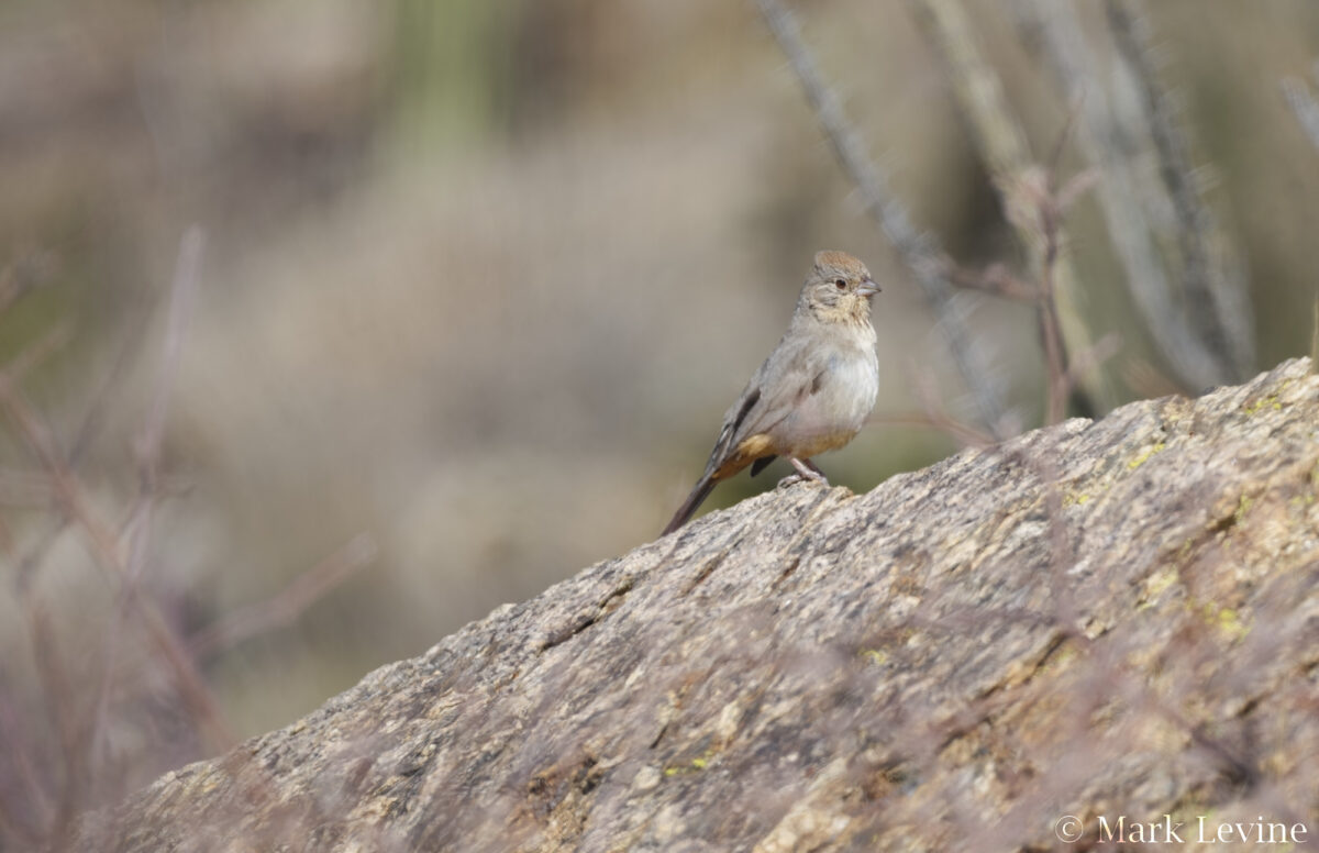 Canyon Towhee