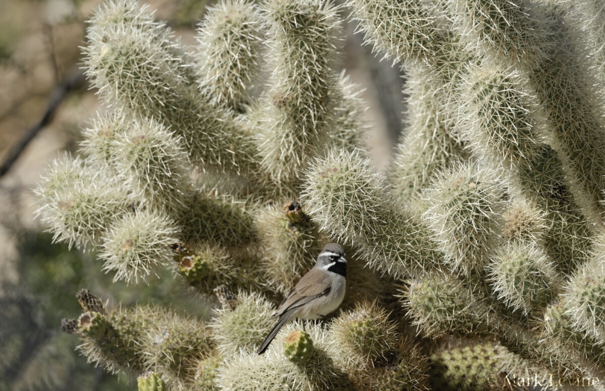Black-throated Sparrow