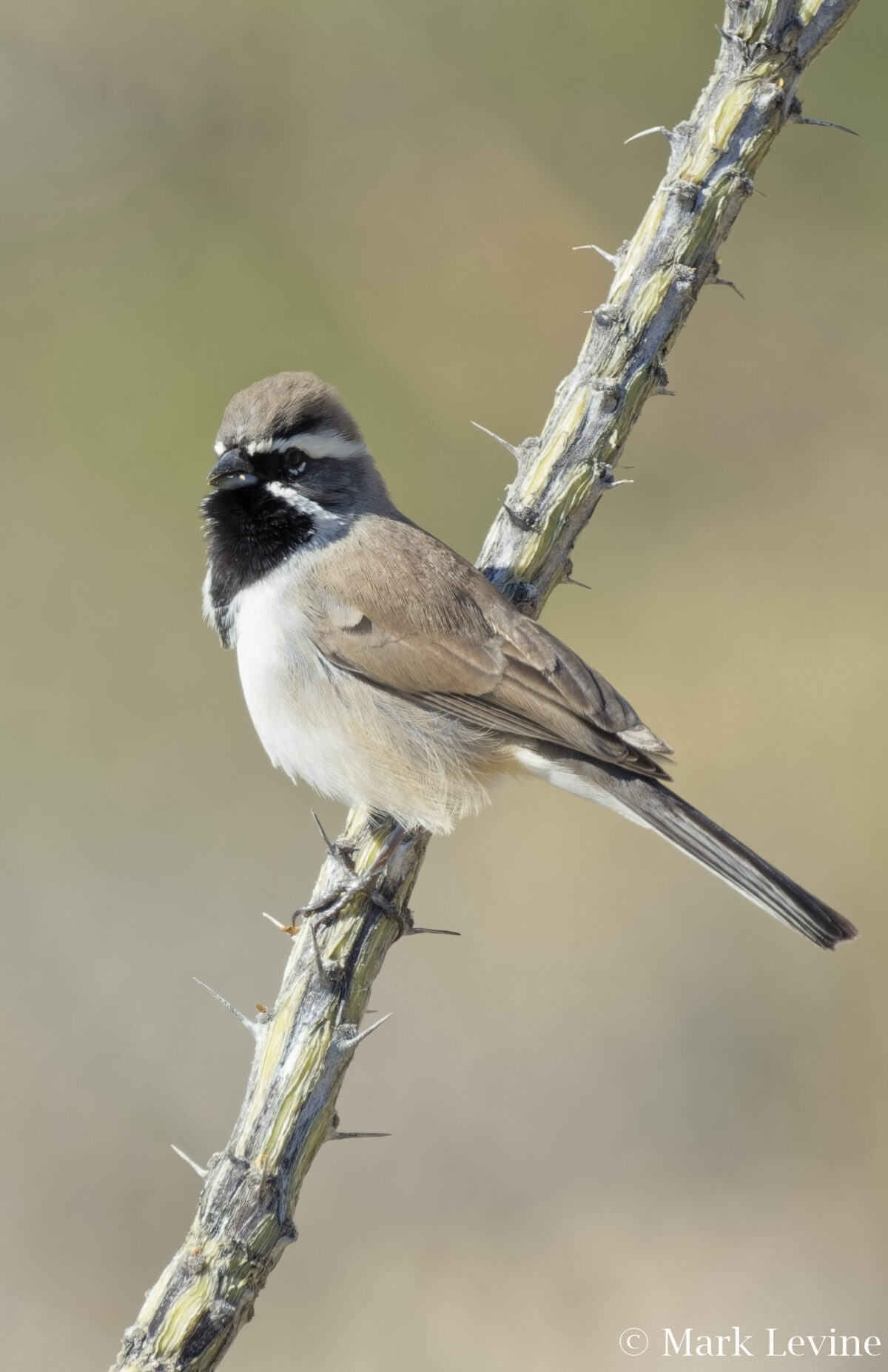 Black-throated Sparrow