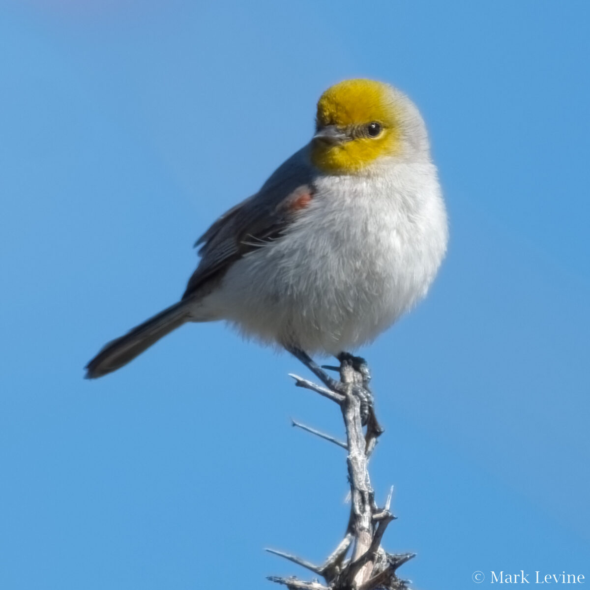 Verdin