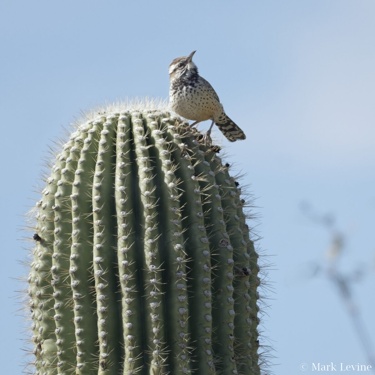 Cactus Wren