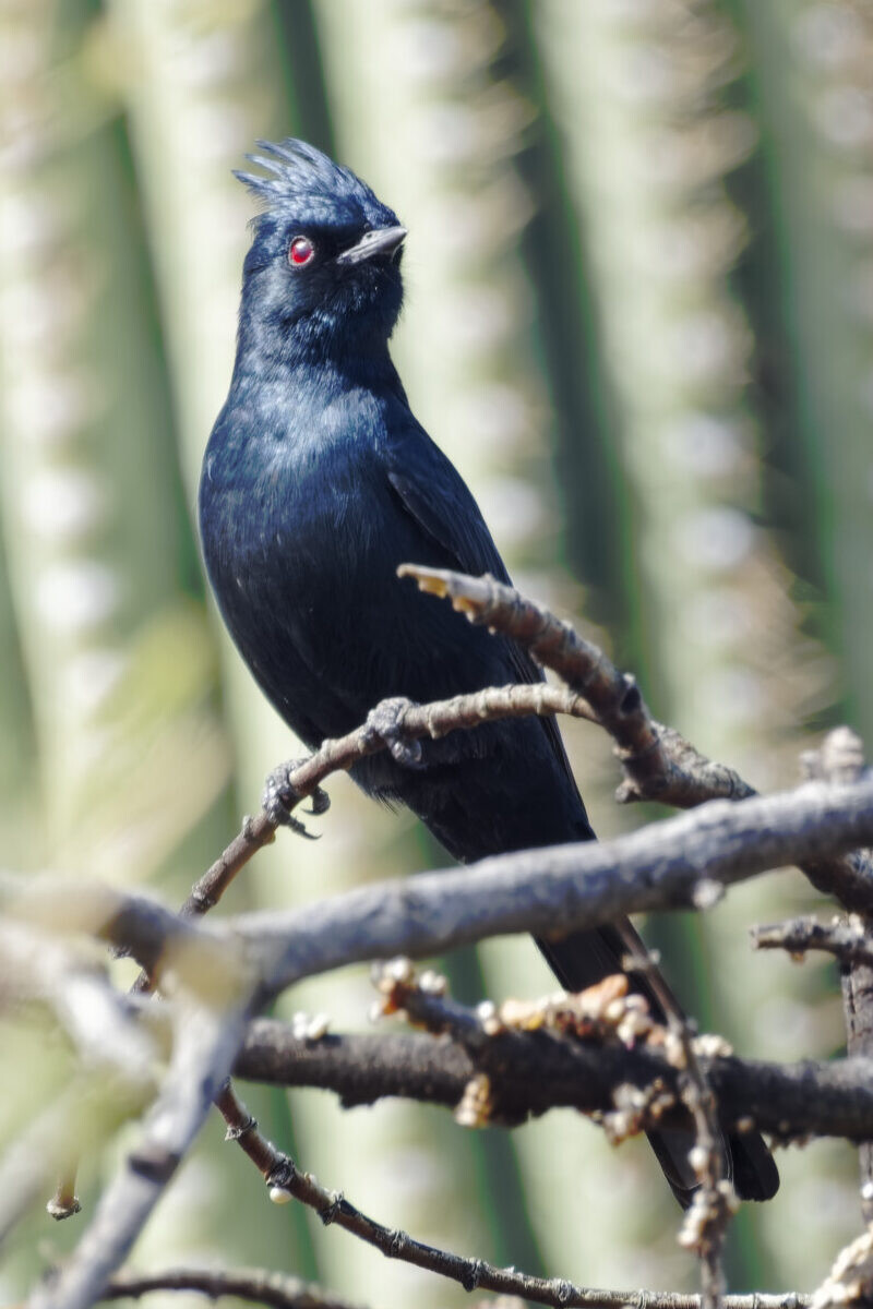 Phainopepla