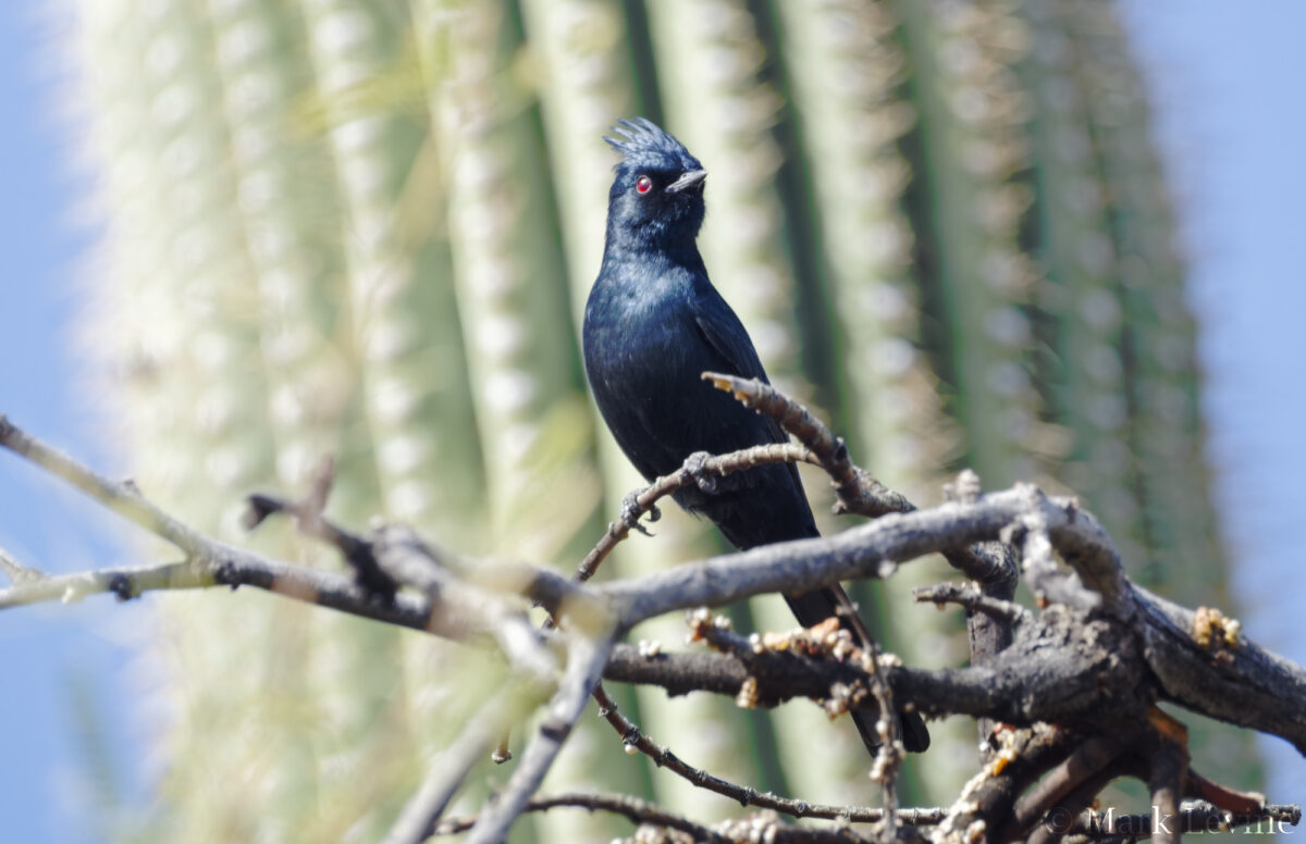 Phainopepla