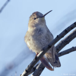 Costa's Hummingbird