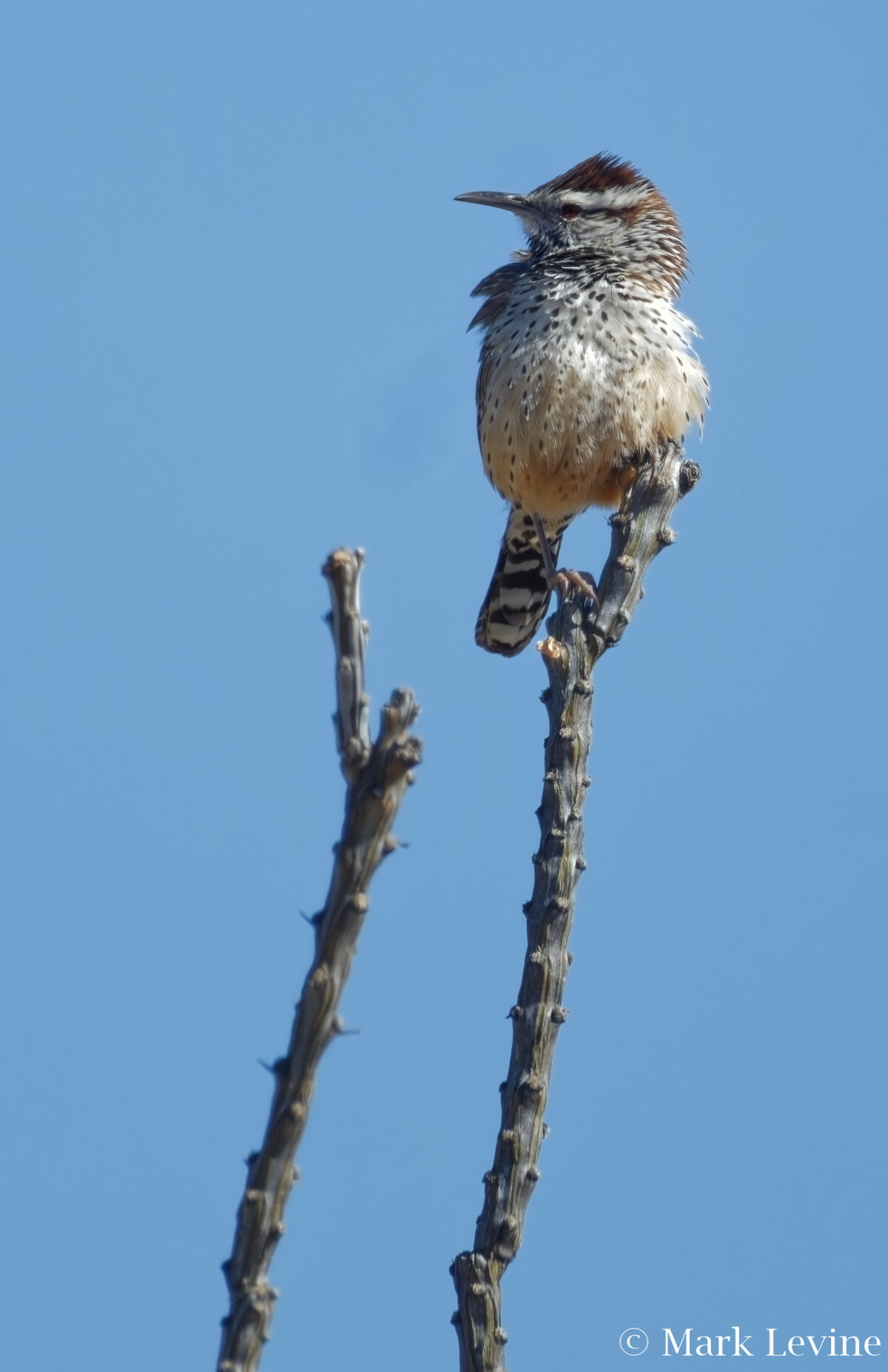 Cactus Wren on Ocotilllo