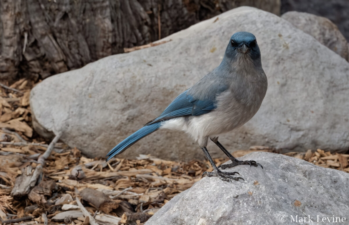Mexican Jay
