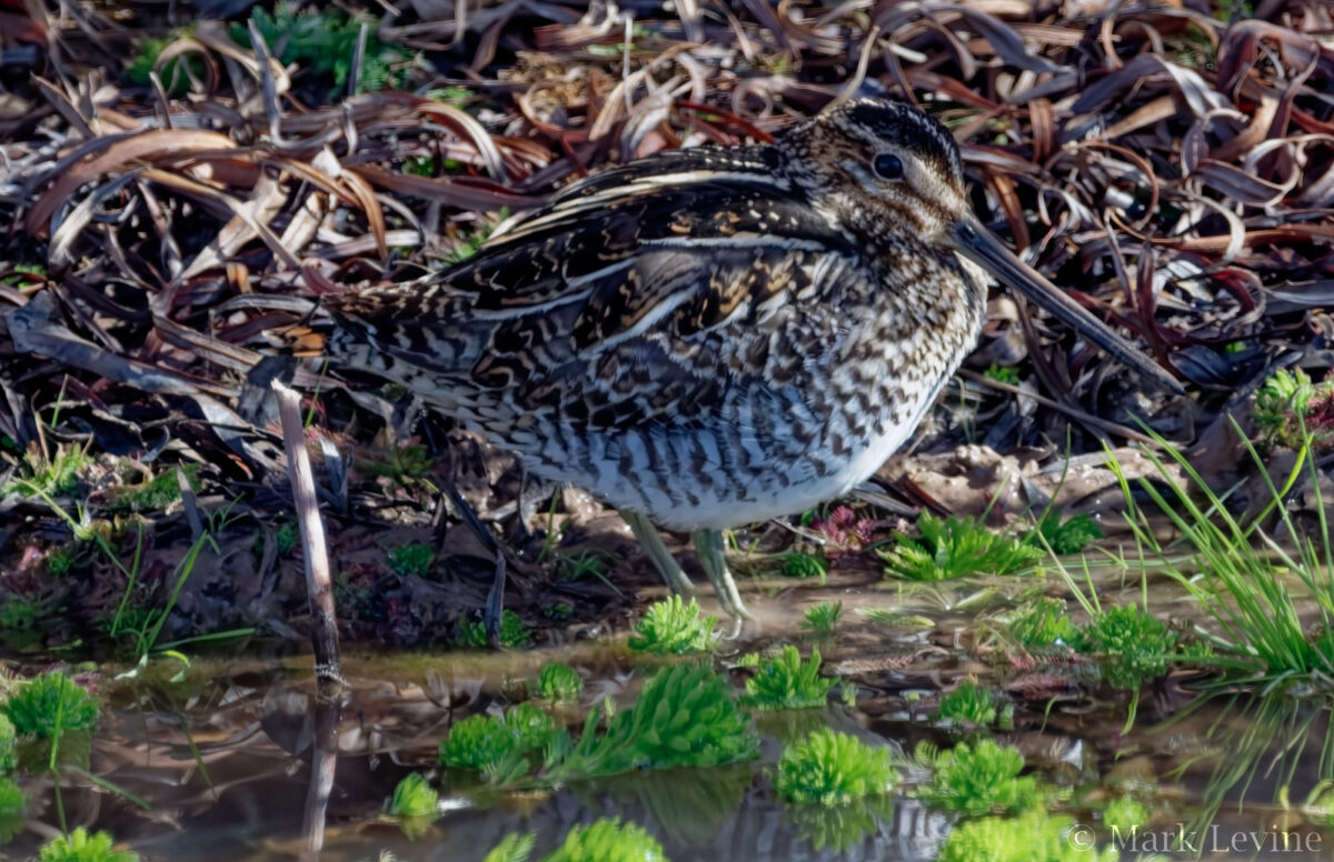 Wilson's Snipe