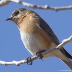 Western Bluebird