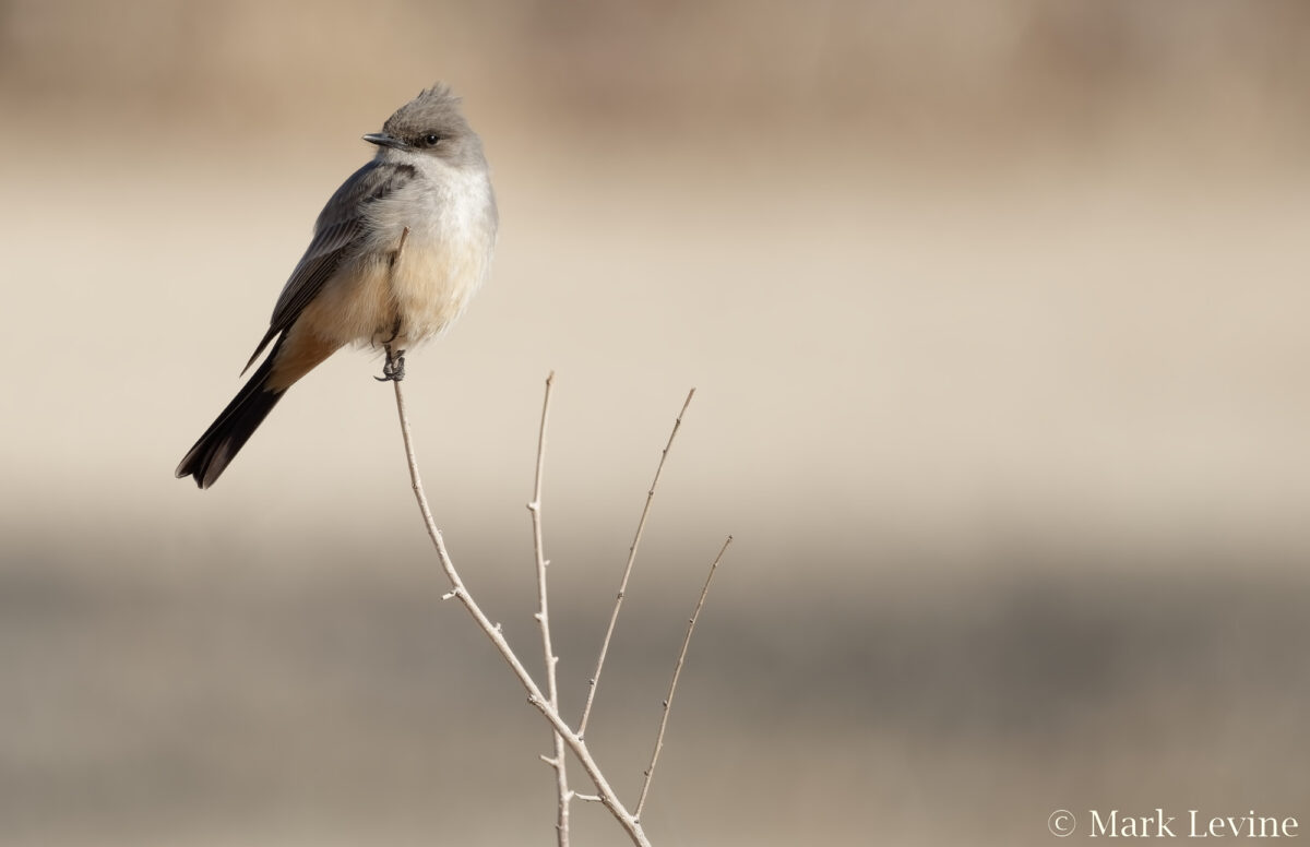 Say's Phoebe