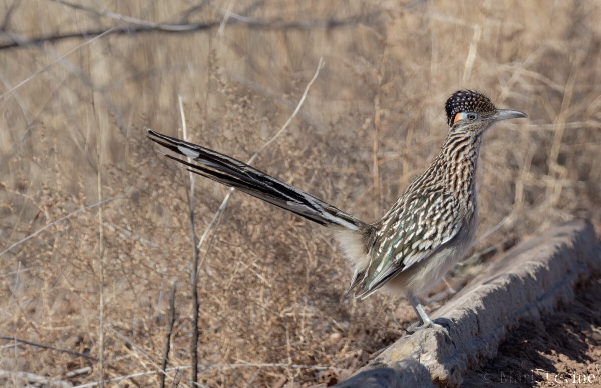 Greater Roadrunner