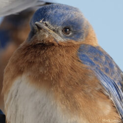 Eastern Bluebird